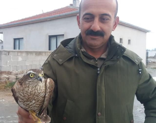 Kayseri’de yaralı bulunan kerkenez tedavi altına alındı