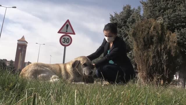 Üniversiteliler kampüste patili dostlarıyla iç içe yaşıyor