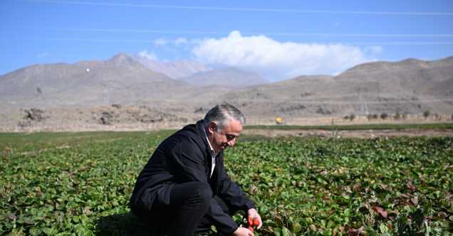 Erciyes’in eteklerinde yetiştirilen çilek fidesi 6 ülkeye ihraç ediliyor