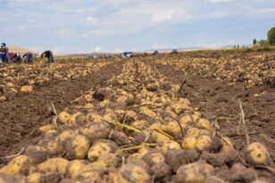 Kayseri’de Patates Üretiminde Artış